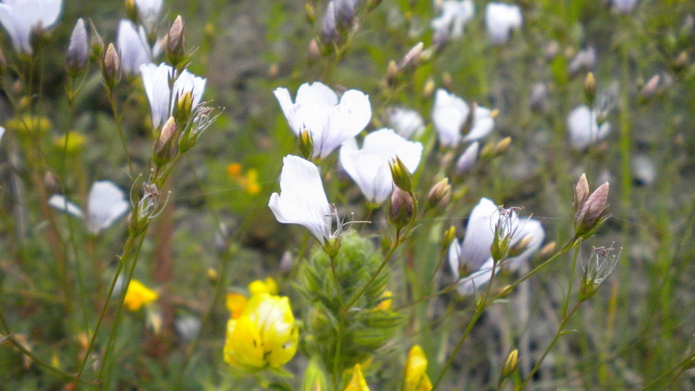 Valnonyey 04 - Linum tenuifolium
